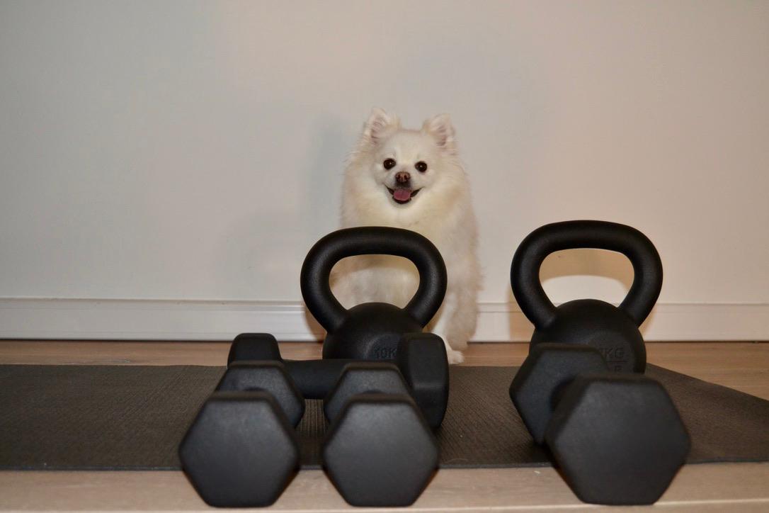 Studio companion among free weights at Luna Studio